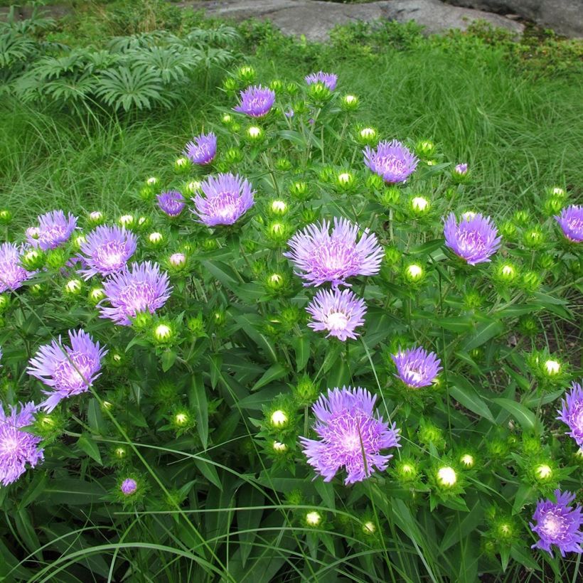 Stokesia laevis Elf - Asterlelie (Groeiplaats)