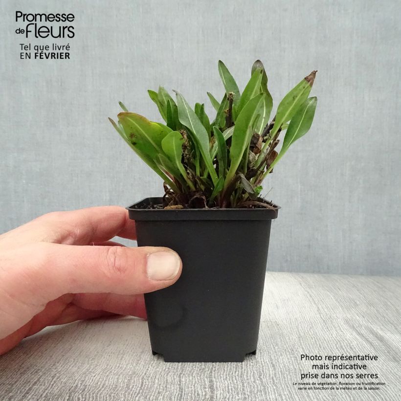 Exemplaar van Stokesia laevis Elf - Asterlelie Kweekpotje van 8/9 cm zoals geleverd in de winter