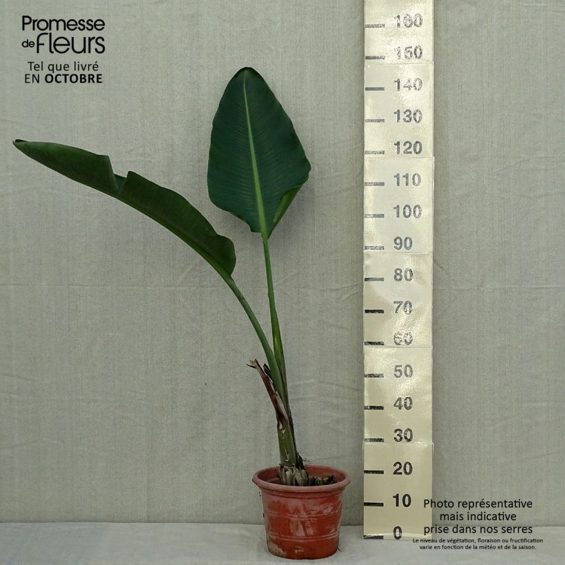 Exemplaar van Strelitzia augusta - Witte paradijsvogelplant Pot van 6 l/7 l zoals geleverd in de herfst