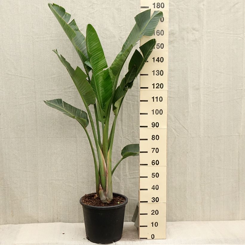 Example of Strelitzia augusta (alba) - Oiseau de Paradis blanc  Pot van 6 l/7 l as you get in printemps