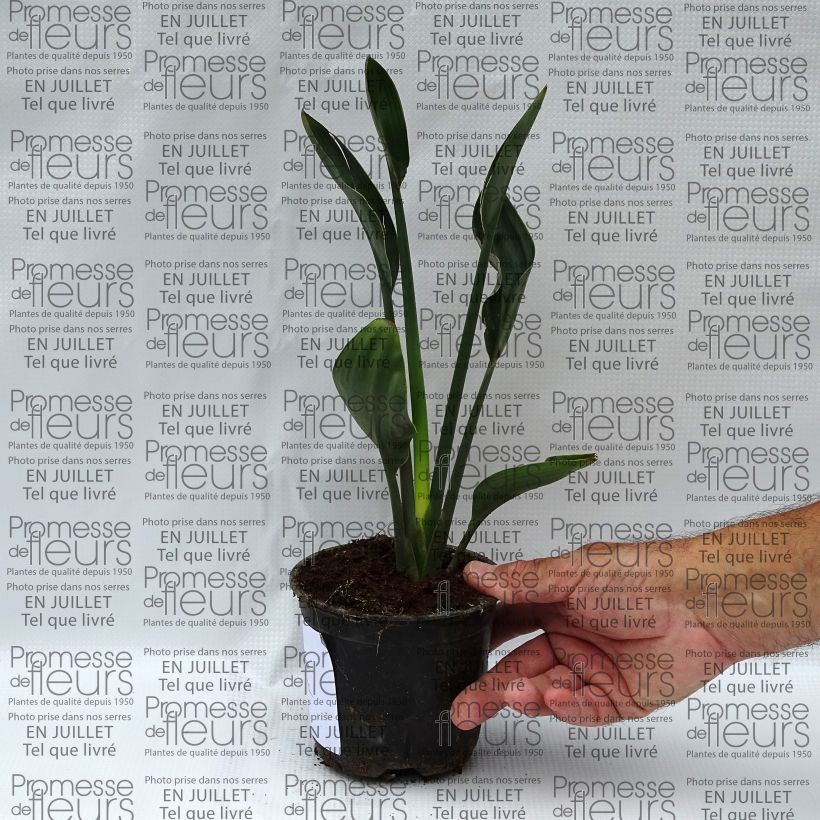 Exemplaar van Strelitzia juncea - Gespeerde paradijsvogelbloem Pot van 12 cm / 13 cm zoals geleverd in de zomer