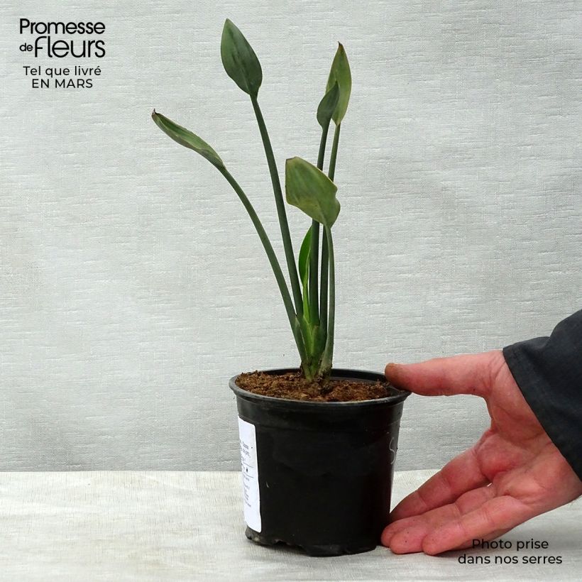 Exemplaar van Strelitzia juncea - Gespeerde paradijsvogelbloem Pot van 12 cm / 13 cm zoals geleverd in de lente