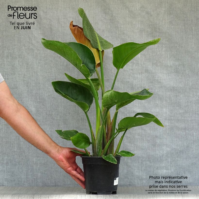 Exemplaar van Strelitzia nicolai - Witte paradijsvogelplant Pot van 2 l/3 l zoals geleverd in de zomer