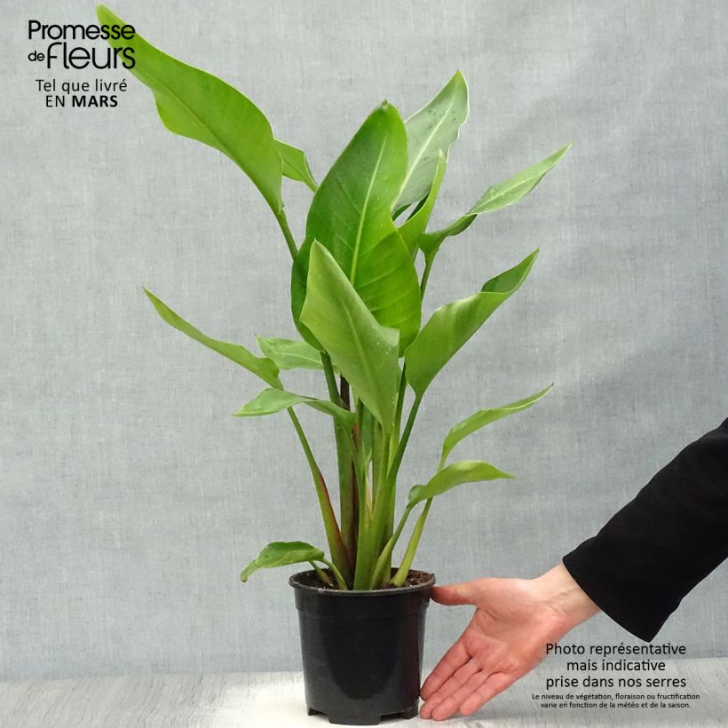 Exemplaar van Strelitzia nicolai - Witte paradijsvogelplant Pot van 2 l/3 l zoals geleverd in de lente