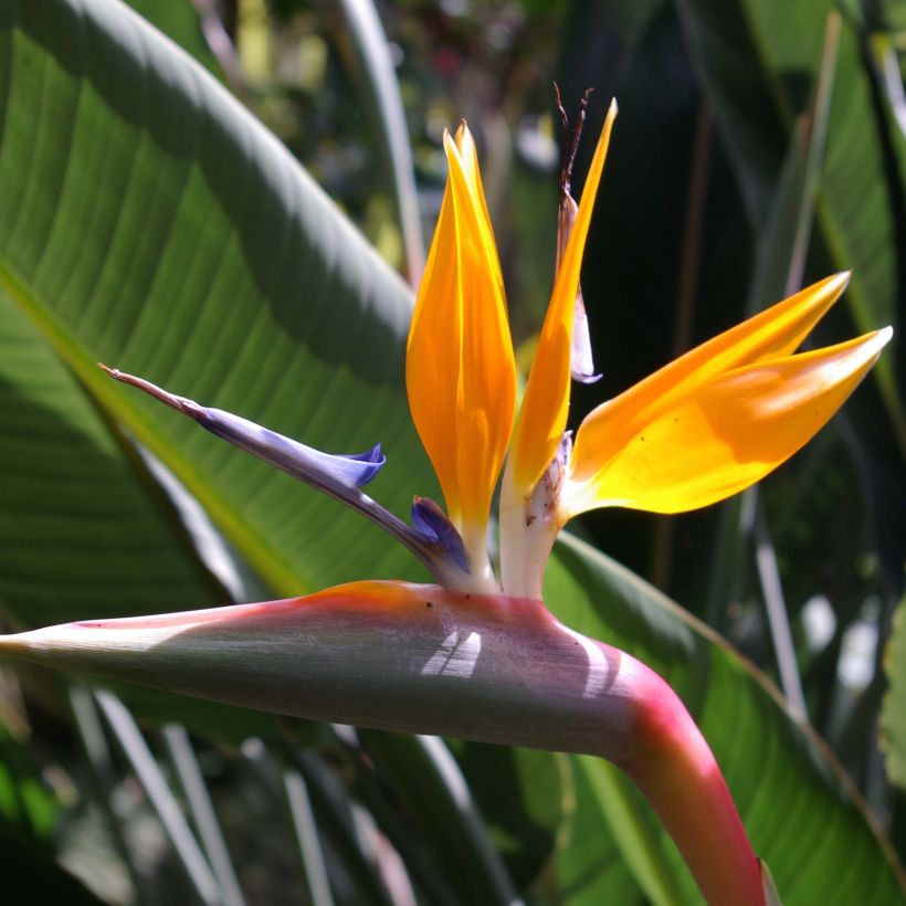 Strelitzia reginae - Paradijsvogelbloem (Flowering)