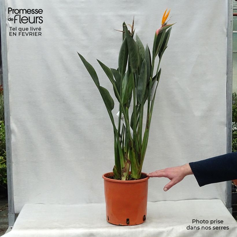 Example of Strelitzia reginae - Paradijsvogelbloem Pot van 6 l/7 l as you get in hiver
