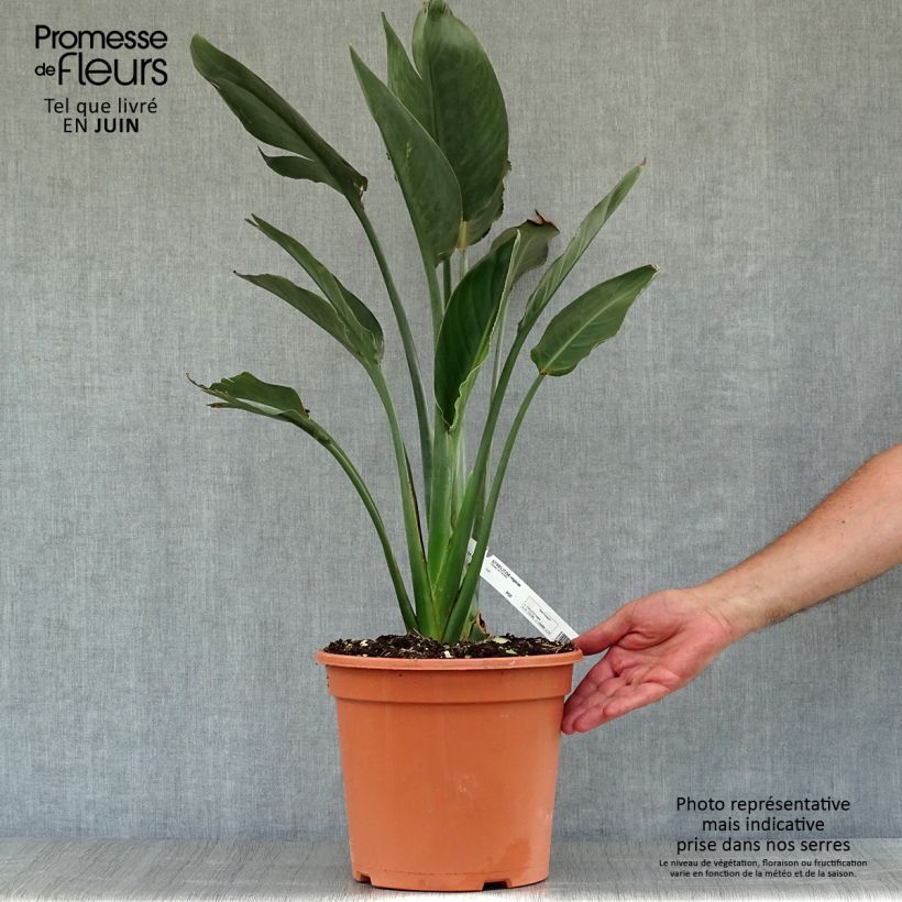 Exemplaar van Strelitzia reginae - Paradijsvogelbloem Pot van 2 l/3 l zoals geleverd in de zomer