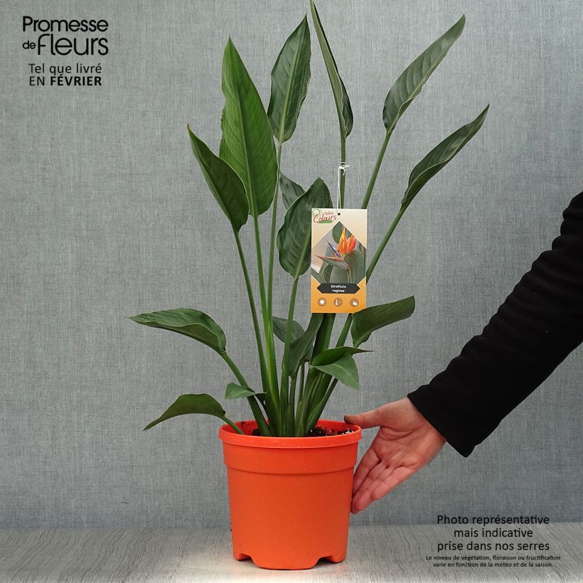Example of Strelitzia reginae - Paradijsvogelbloem Pot van 2 l/3 l as you get in hiver
