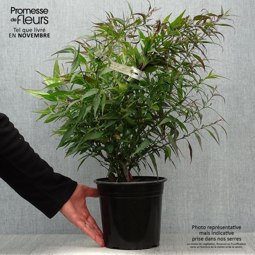 Exemplaar van Strobilanthes anisophyllus Brunetthy - Trompetkruid Pot van 3 l/4 l zoals geleverd in de herfst