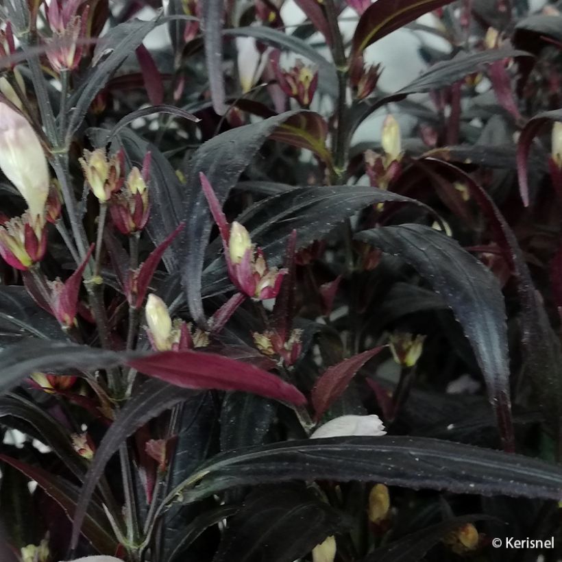 Strobilanthes anisophyllus Brunetthy - Trompetkruid (Foliage)