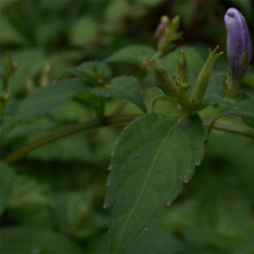 Strobilanthes attenuata - Trompetkruid (Blad)