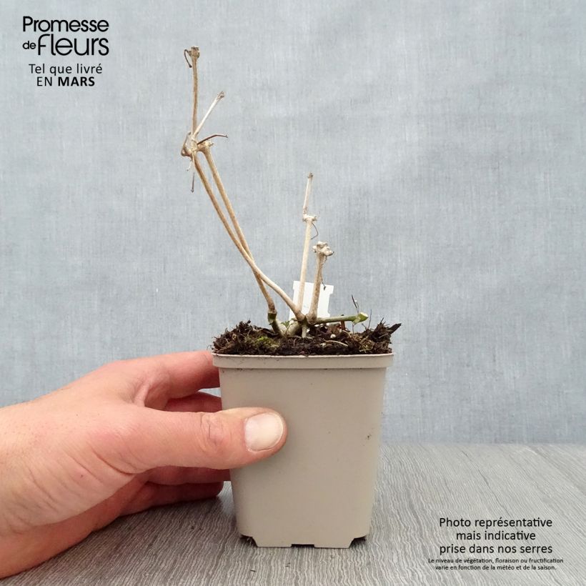 Exemplaar van Strobilanthes attenuata - Trompetkruid Kweekpotje van 8/9 cm zoals geleverd in de lente