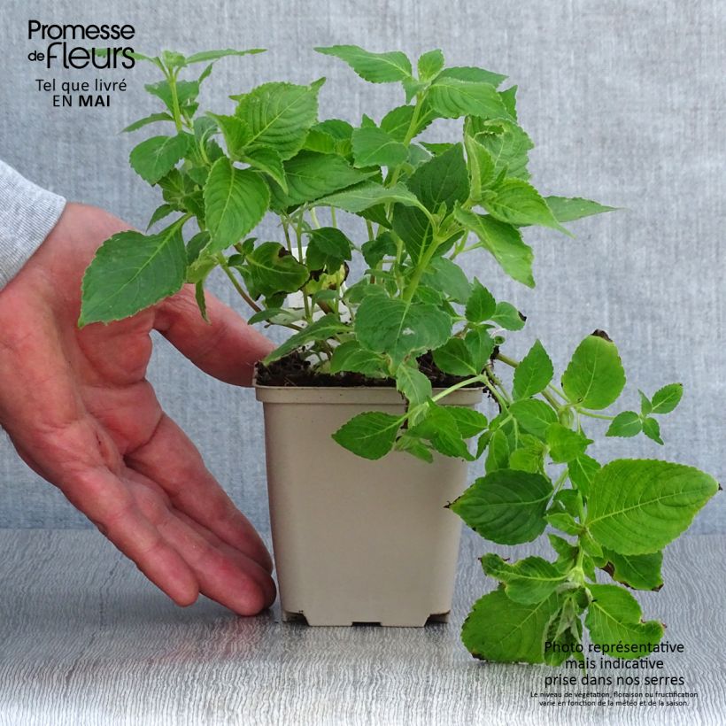 Exemplaar van Strobilanthes attenuata Blue Carpet - Trompetkruid Kweekpotje van 8/9 cm zoals geleverd in de lente