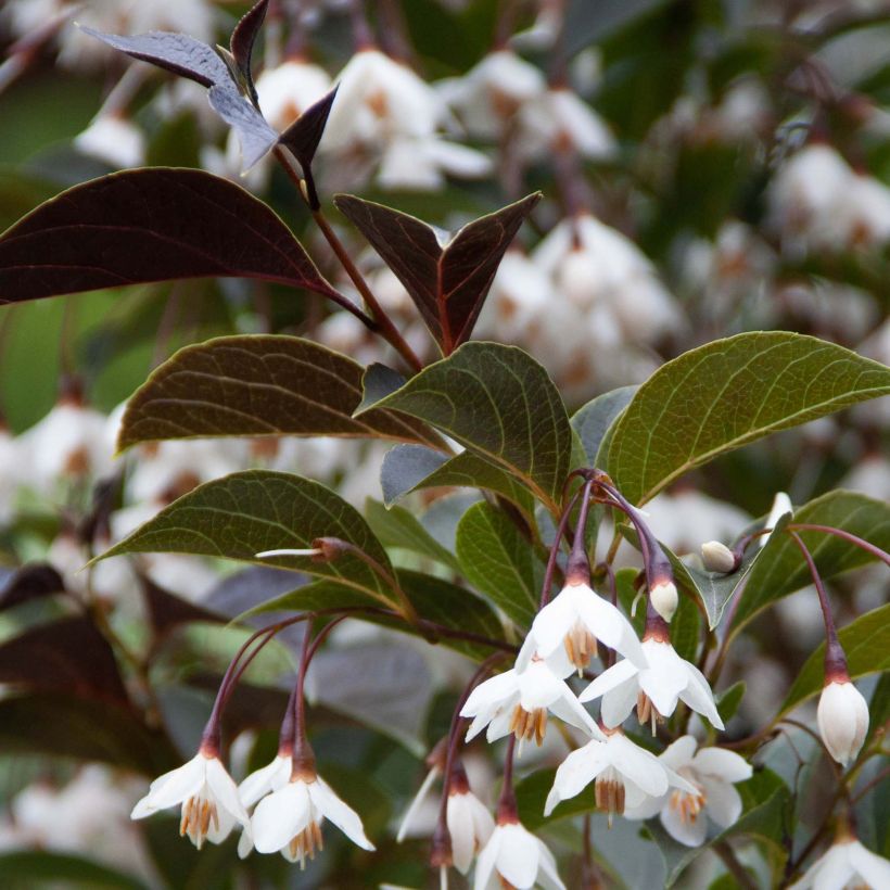 Styrax japonica Evening Light - Japanse storaxboom (Foliage)