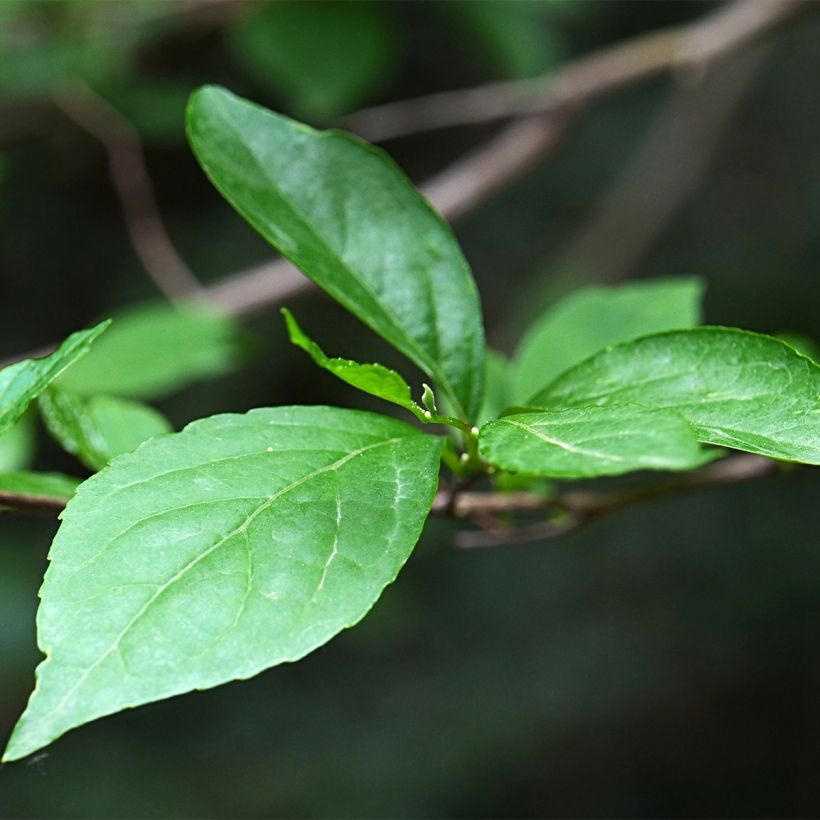 Styrax japonica Fargesii - Japanse storaxboom (Blad)