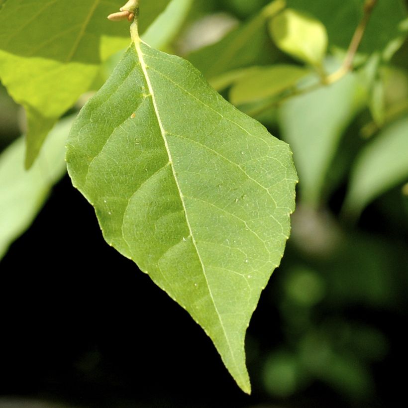 Styrax japonica Fragrant Fountain - Japanse storaxboom (Foliage)
