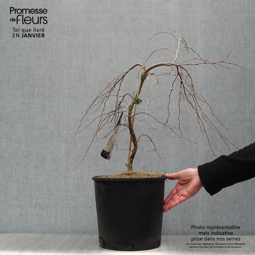 Example of Styrax japonica Fragrant Fountain Pot van 12 l/15 l as you get in hiver