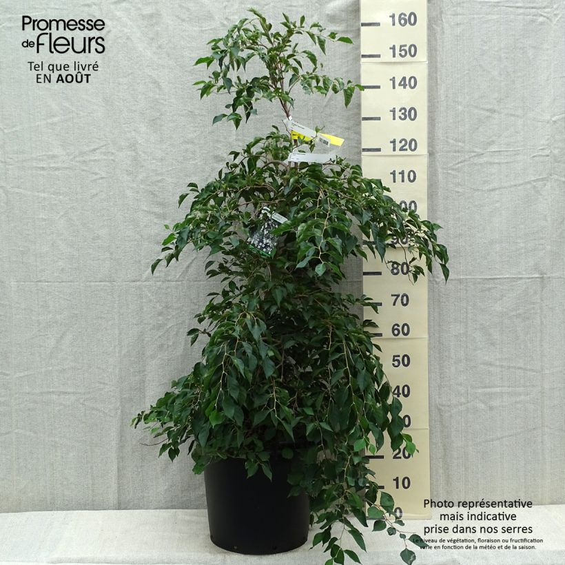 Exemplaar van Styrax japonica Fragrant Fountain - Japanse storaxboom Pot van 30L/35L zoals geleverd in de zomer