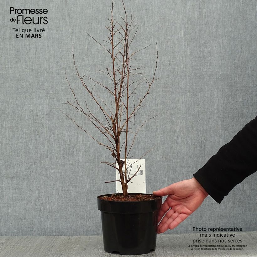 Example of Styrax japonica - Styrax japonais Pot van 3 l/4 l as you get in hiver