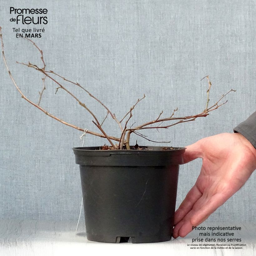 Exemplaar van Styrax japonica - Japanse storaxboom Pot van 3 l/4 l zoals geleverd in de lente