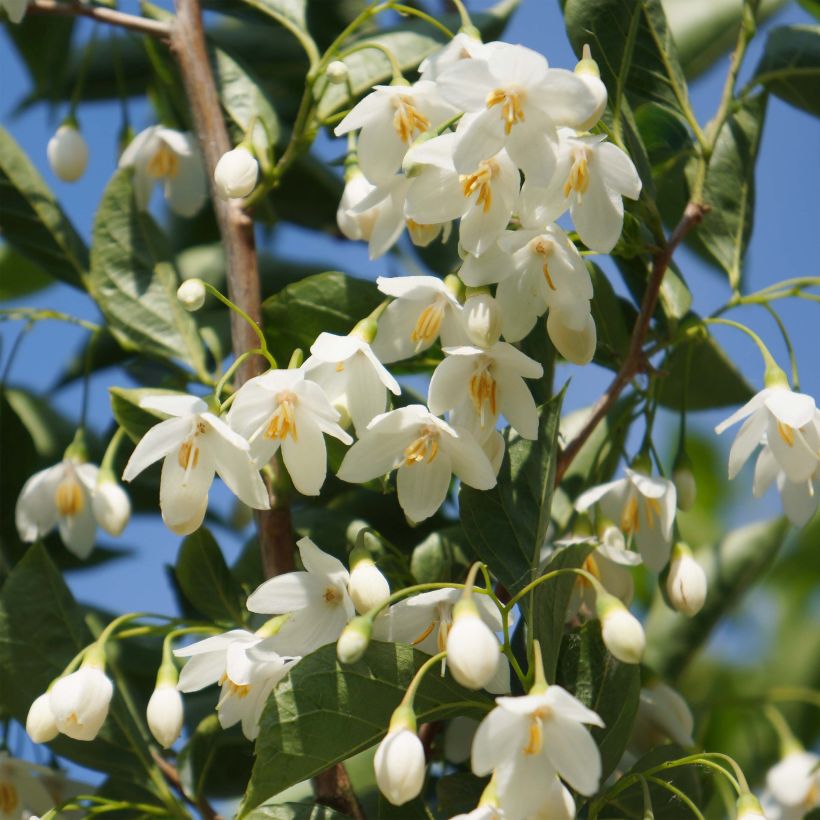 Styrax japonicus June Snow - Japanse storaxboom (Flowering)