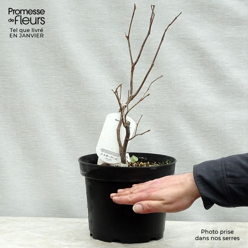 Exemplaar van Styrax obassia - Rondbladige storaxboom Pot van 2 l/3 l zoals geleverd in de winter