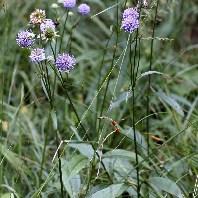Succisa pratensis - Blauwe knoop (Plant habit)