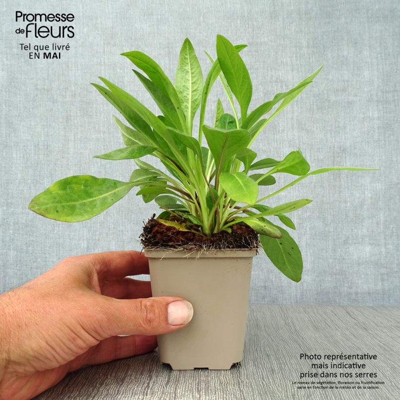 Exemplaar van Succisa pratensis - Blauwe knoop Kweekpotje van 8/9 cm zoals geleverd in de lente