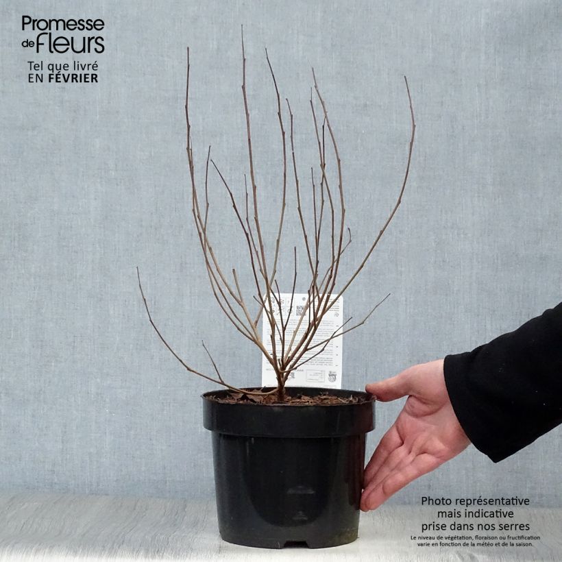 Example of Sumac aromatique - Rhus aromatica Gro-Low Pot van 3 l/4 l as you get in hiver