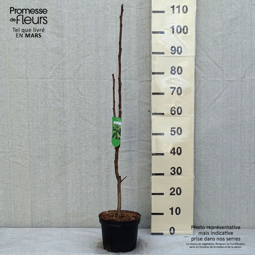 Example of Sumac de Virginie - Rhus typhina Dissecta Pot van 3 l/4 l as you get in hiver