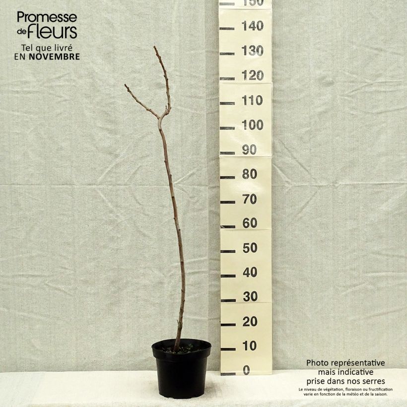 Exemplaar van Rhus typhina - Fluweelboom Pot van 4 l/5 l zoals geleverd in de herfst