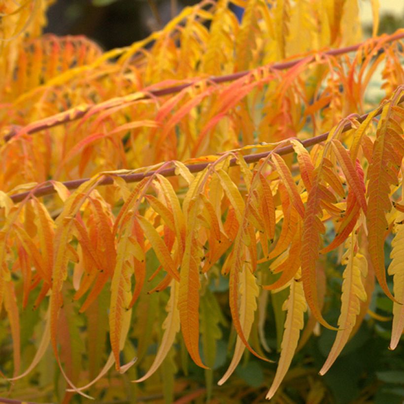 Rhus typhina Tiger Eyes - Fluweelboom (Foliage)