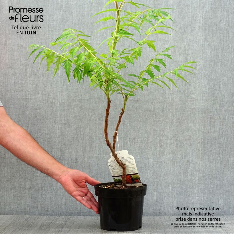 Exemplaar van Rhus typhina Tiger Eyes - Fluweelboom Pot van 3 l/4 l zoals geleverd in de zomer