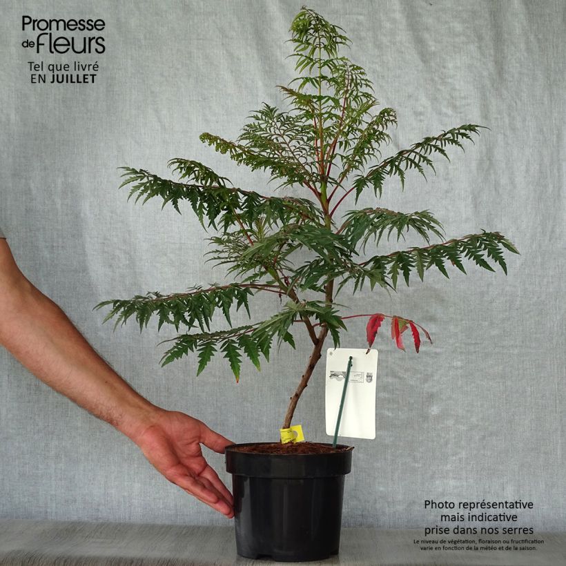 Exemplaar van Rhus glabra Laciniata - Gladde sumak Pot van 3 l/4 l zoals geleverd in de zomer