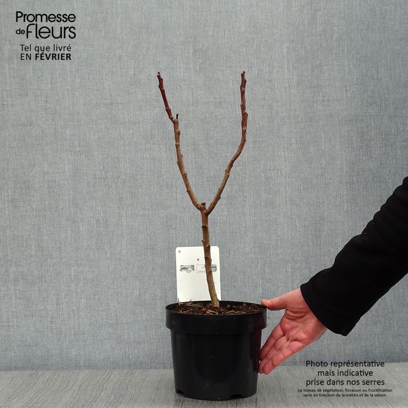 Example of Sumac lacinié - Rhus glabra Laciniata Pot van 3 l/4 l as you get in hiver