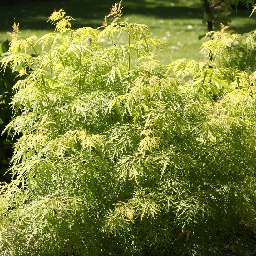 Sambucus racemosa Lemony Lace - Trosvlier (Foliage)