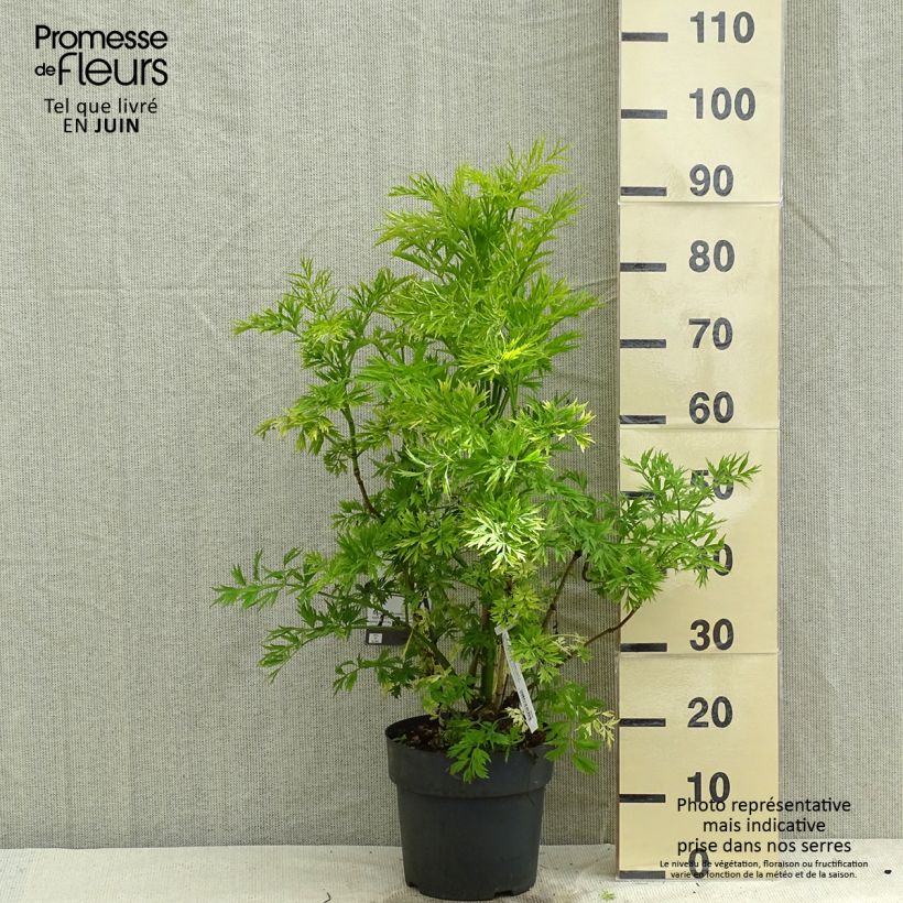 Exemplaar van Sambucus racemosa Golden Lace - Trosvlier Pot van 6 l/7 l zoals geleverd in de lente