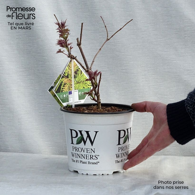 Example of Sambucus racemosa Lemony Lace - Trosvlier Pot van 2 l/3 l as you get in hiver