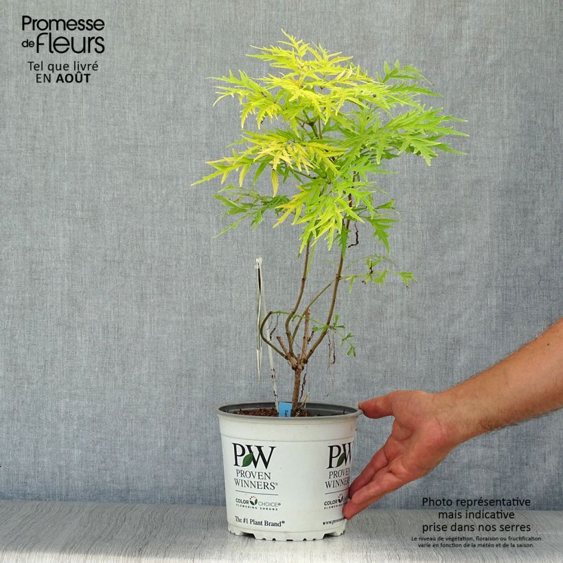 Exemplaar van Sambucus racemosa Lemony Lace - Trosvlier Pot van 2 l/3 l zoals geleverd in de zomer