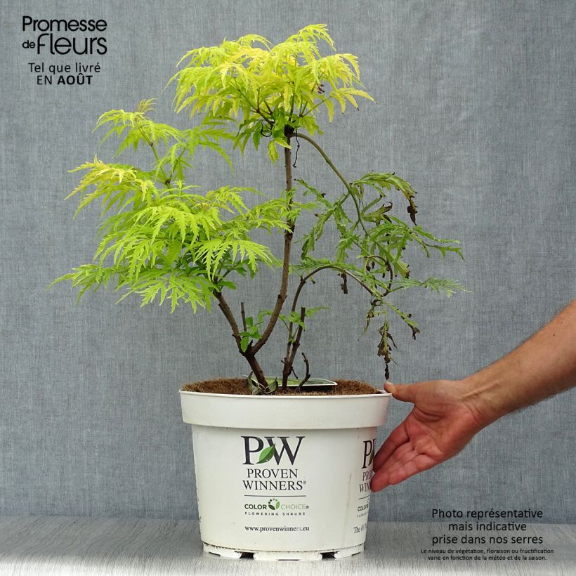 Exemplaar van Sambucus racemosa Lemony Lace - Trosvlier Pot van 7,5 l/10 l zoals geleverd in de zomer