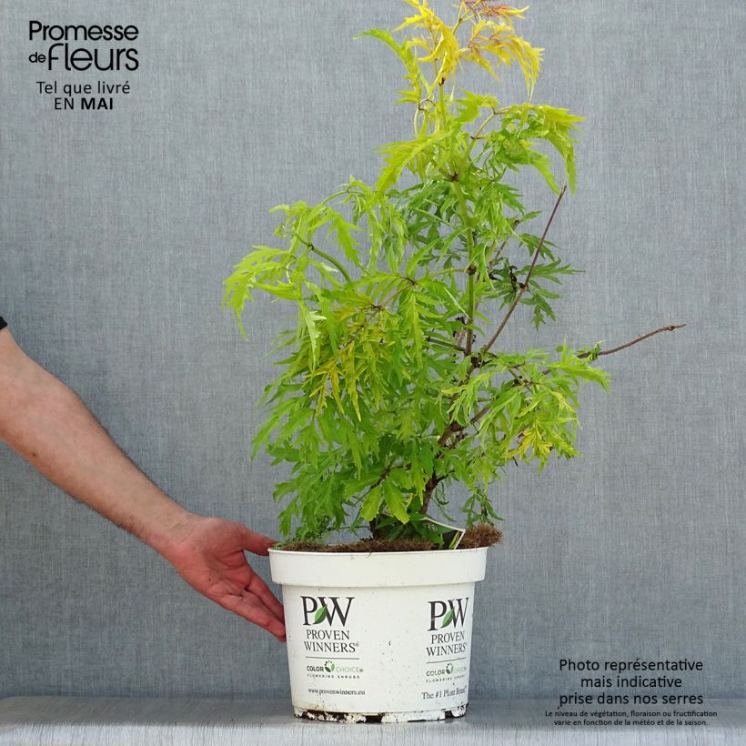 Exemplaar van Sambucus racemosa Lemony Lace - Trosvlier Pot van 7,5 l/10 l zoals geleverd in de lente