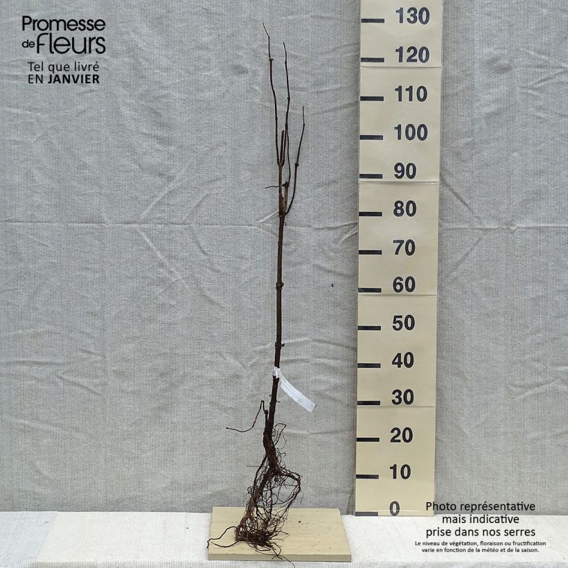 Example of Sureau à grappes - Sambucus racemosa Naakte wortel as you get in hiver