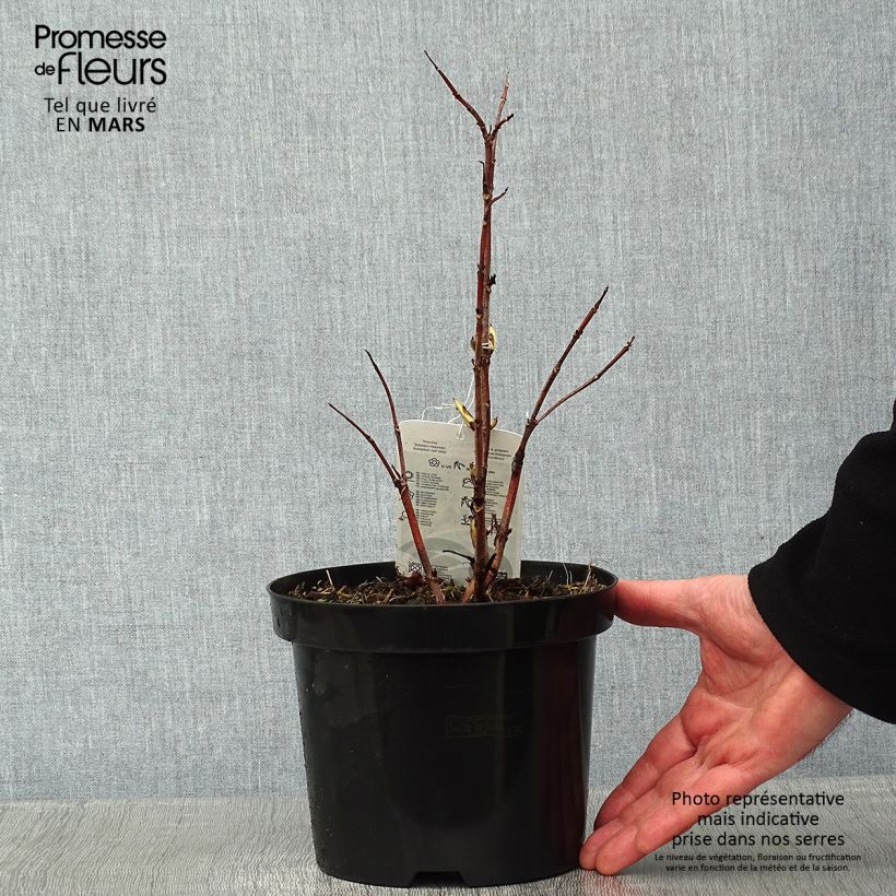 Example of Sureau à grappes - Sambucus racemosa Sutherland Gold Pot van 2 l/3 l as you get in hiver