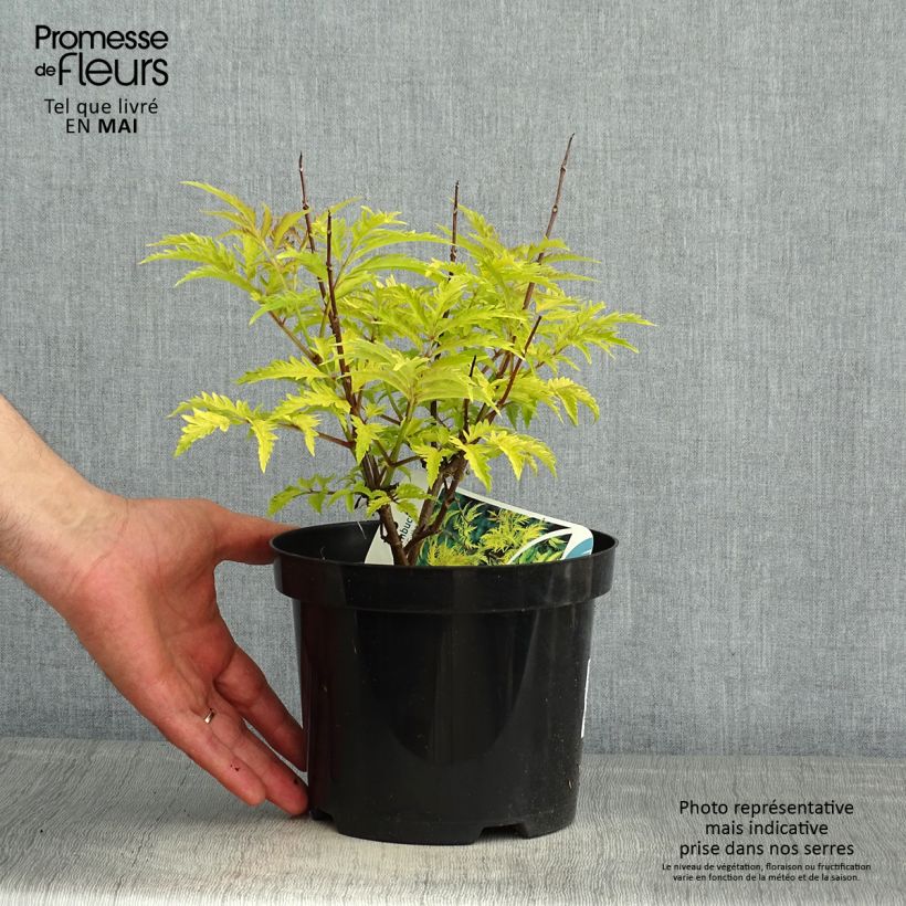 Exemplaar van Sambucus racemosa Sutherland Gold - Trosvlier Pot van 2 l/3 l zoals geleverd in de lente
