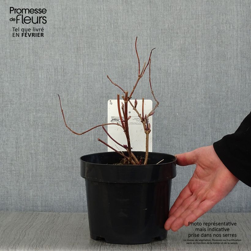 Example of Sureau à grappes - Sambucus racemosa Welsh Gold Pot van 3 l/4 l as you get in hiver