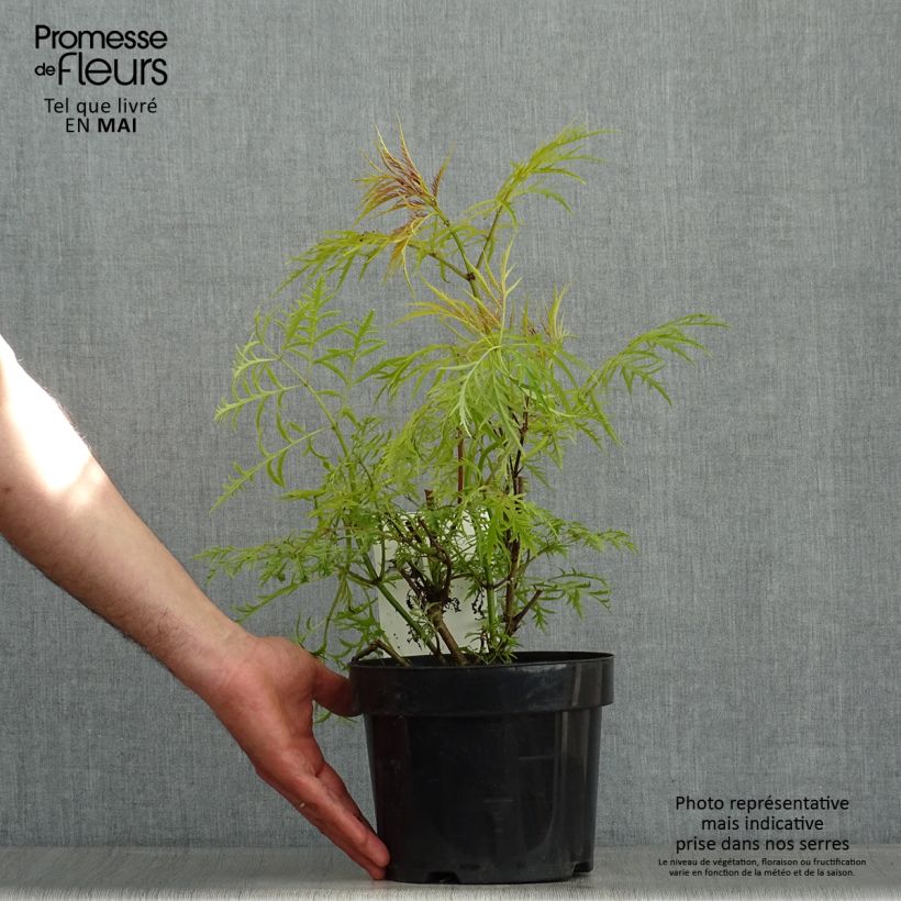 Exemplaar van Sambucus racemosa Welsh Gold - Trosvlier Pot van 3 l/4 l zoals geleverd in de lente