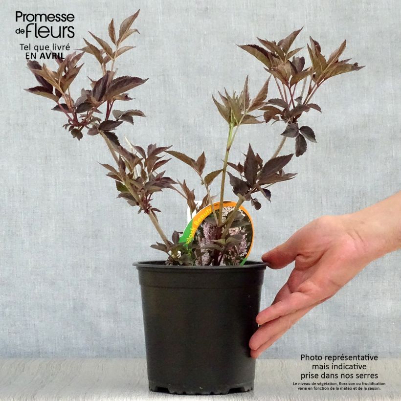 Exemplaar van Sambucus nigra Black Beauty - Gewone vlier Pot van 2 l/3 l zoals geleverd in de lente