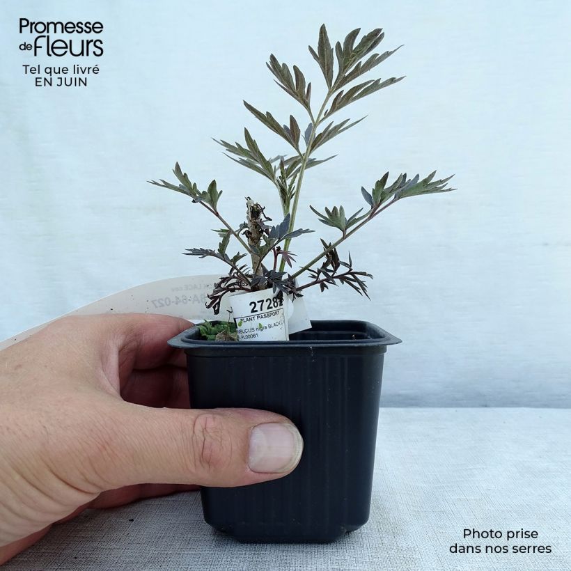Exemplaar van Sambucus nigra Black Lace - Gewone vlier Kweekpotje van 8/9 cm zoals geleverd in de zomer