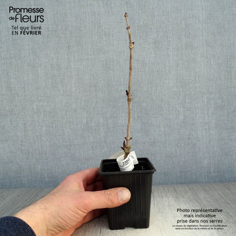 Example of Sambucus nigra Black Lace - Gewone vlier Kweekpotje van 8/9 cm as you get in hiver