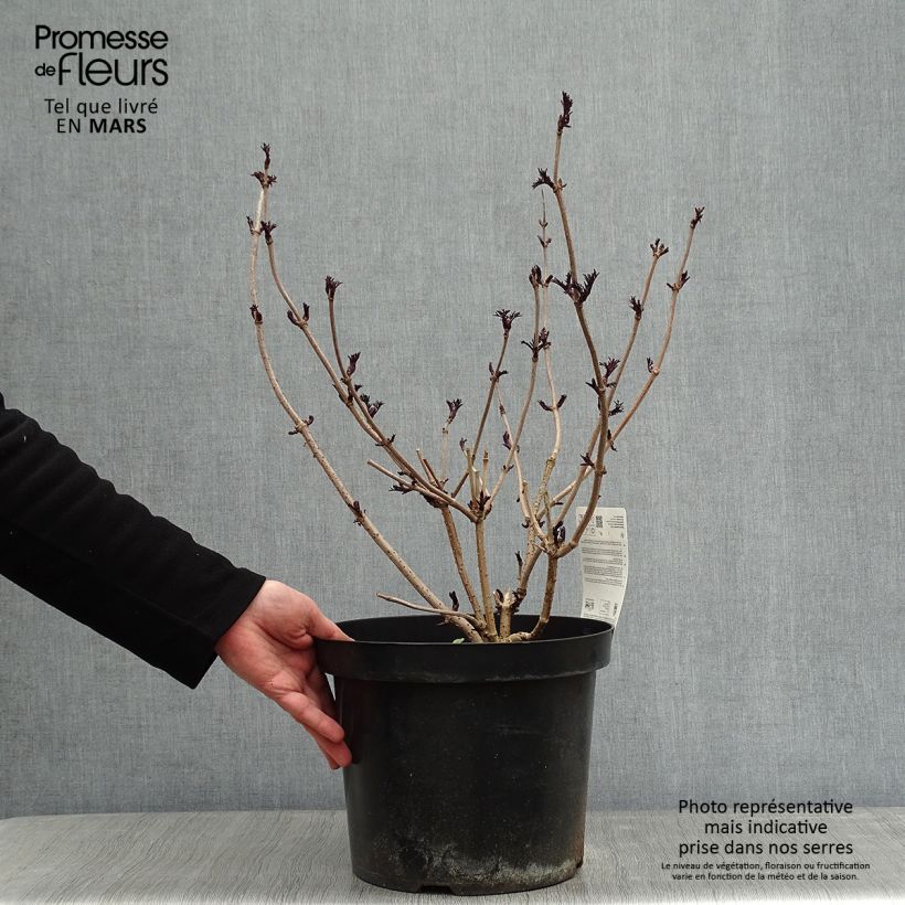 Example of Sambucus nigra Black Lace - Gewone vlier Pot van 6 l/7 l as you get in hiver